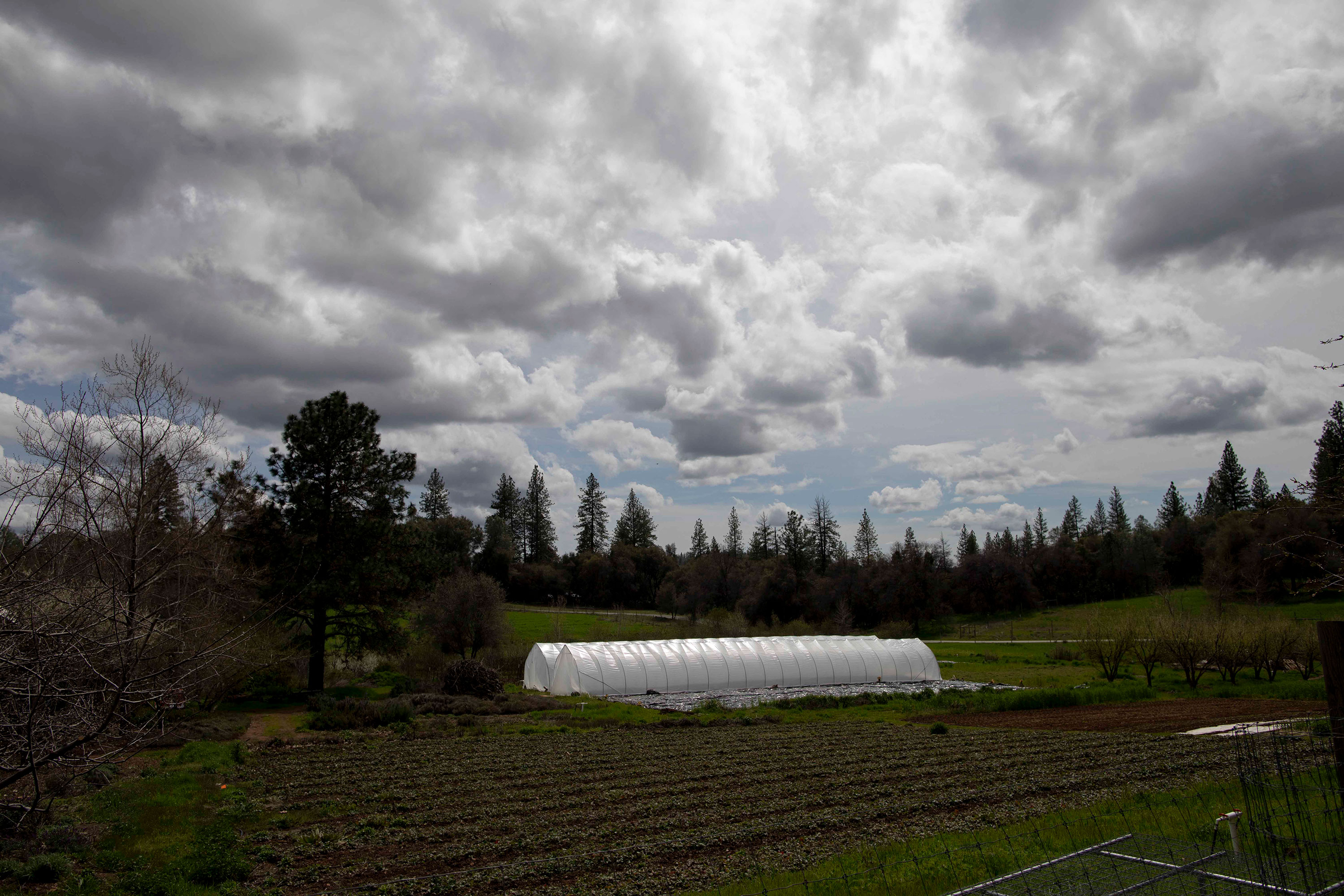 Alan Haight and Jo McProud's 15 acre Riverhill Farm property includes a farmhouse, a greenhouse where they grow tomatoes and seven acres of arable land where they also grow crops like strawberries and kale.